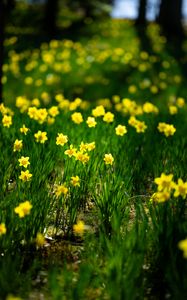 Preview wallpaper daffodils, flowers, grass, plants