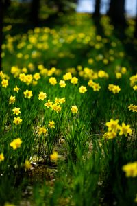 Preview wallpaper daffodils, flowers, grass, plants