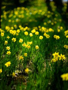 Preview wallpaper daffodils, flowers, grass, plants