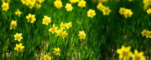 Preview wallpaper daffodils, flowers, grass, plants