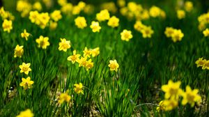 Preview wallpaper daffodils, flowers, grass, plants
