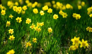 Preview wallpaper daffodils, flowers, grass, plants