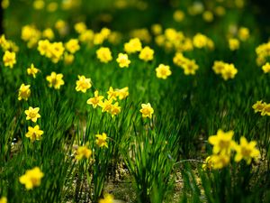 Preview wallpaper daffodils, flowers, grass, plants