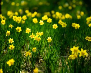 Preview wallpaper daffodils, flowers, grass, plants