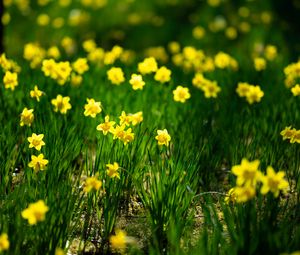 Preview wallpaper daffodils, flowers, grass, plants