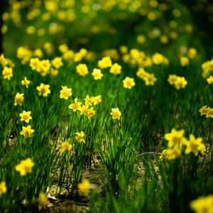 Preview wallpaper daffodils, flowers, grass, plants