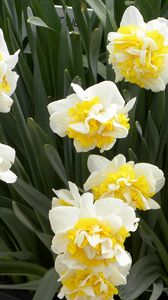 Preview wallpaper daffodils, flowers, herbs, planters
