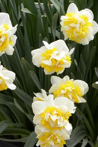 Preview wallpaper daffodils, flowers, herbs, planters