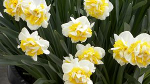 Preview wallpaper daffodils, flowers, herbs, planters