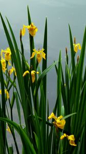 Preview wallpaper daffodils, flowers, herbs, spring, sky, cloudy