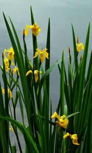 Preview wallpaper daffodils, flowers, herbs, spring, sky, cloudy