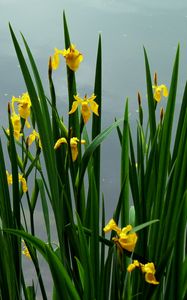 Preview wallpaper daffodils, flowers, herbs, spring, sky, cloudy