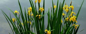 Preview wallpaper daffodils, flowers, herbs, spring, sky, cloudy