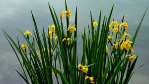 Preview wallpaper daffodils, flowers, herbs, spring, sky, cloudy