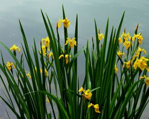 Preview wallpaper daffodils, flowers, herbs, spring, sky, cloudy