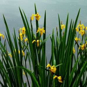 Preview wallpaper daffodils, flowers, herbs, spring, sky, cloudy