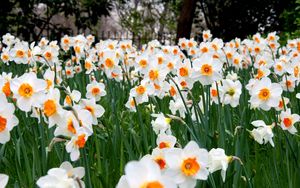 Preview wallpaper daffodils, flowers, herbs, lawn, spring