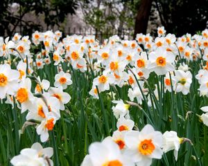 Preview wallpaper daffodils, flowers, herbs, lawn, spring