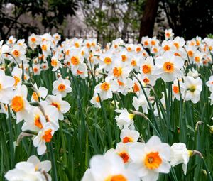 Preview wallpaper daffodils, flowers, herbs, lawn, spring