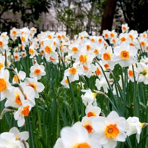 Preview wallpaper daffodils, flowers, herbs, lawn, spring