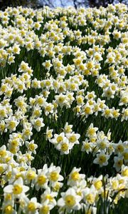 Preview wallpaper daffodils, flowers, meadow, spring