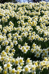 Preview wallpaper daffodils, flowers, meadow, spring