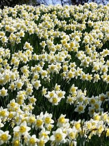 Preview wallpaper daffodils, flowers, meadow, spring