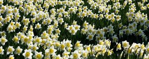 Preview wallpaper daffodils, flowers, meadow, spring