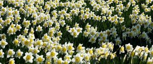 Preview wallpaper daffodils, flowers, meadow, spring