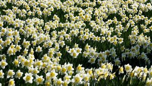 Preview wallpaper daffodils, flowers, meadow, spring