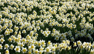 Preview wallpaper daffodils, flowers, meadow, spring