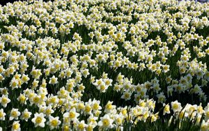 Preview wallpaper daffodils, flowers, meadow, spring