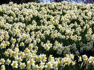 Preview wallpaper daffodils, flowers, meadow, spring