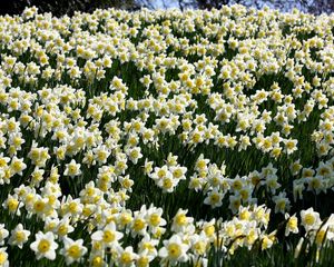 Preview wallpaper daffodils, flowers, meadow, spring