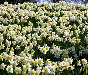 Preview wallpaper daffodils, flowers, meadow, spring