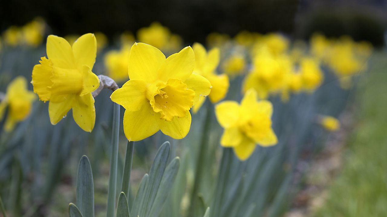 Wallpaper daffodils, flowers, petals, yellow, spring hd, picture, image