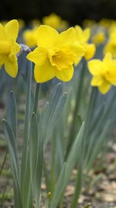 Preview wallpaper daffodils, flowers, petals, yellow, spring