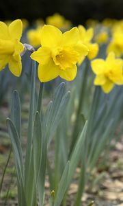 Preview wallpaper daffodils, flowers, petals, yellow, spring