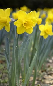 Preview wallpaper daffodils, flowers, petals, yellow, spring