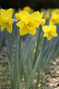 Preview wallpaper daffodils, flowers, petals, yellow, spring