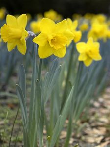 Preview wallpaper daffodils, flowers, petals, yellow, spring