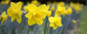 Preview wallpaper daffodils, flowers, petals, yellow, spring