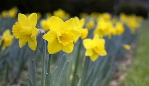 Preview wallpaper daffodils, flowers, petals, yellow, spring