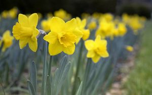 Preview wallpaper daffodils, flowers, petals, yellow, spring