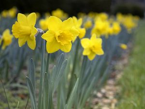 Preview wallpaper daffodils, flowers, petals, yellow, spring