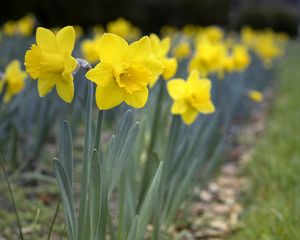 Preview wallpaper daffodils, flowers, petals, yellow, spring