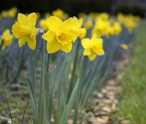 Preview wallpaper daffodils, flowers, petals, yellow, spring