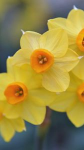 Preview wallpaper daffodils, flowers, petals, spring, yellow