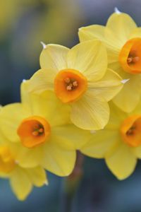 Preview wallpaper daffodils, flowers, petals, spring, yellow