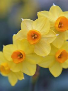 Preview wallpaper daffodils, flowers, petals, spring, yellow